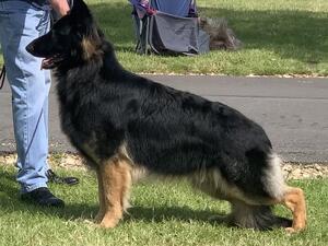 Kodi at 18 months