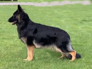 Dakamar Amazing Journey - Kodi at 9 months