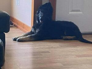 Kodi as a puppy