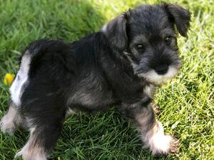 Lakesidekelb Thor