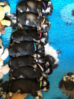 Angels Litter