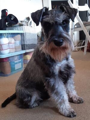 Alfie