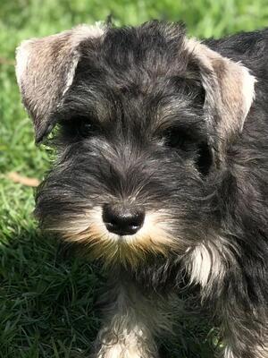Phoebe