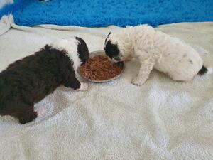 3 Weeks first feeds