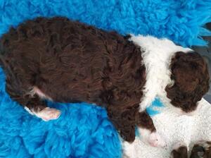 Brown and White Dog