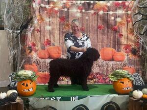 Mid Herts Gundog 2024