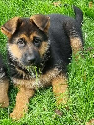Baby Cici