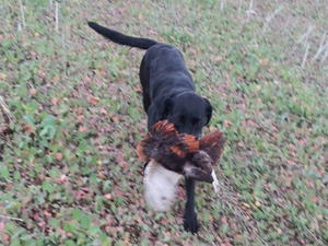Pippa picking up