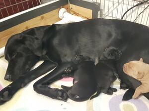 Posey's and Reds litter