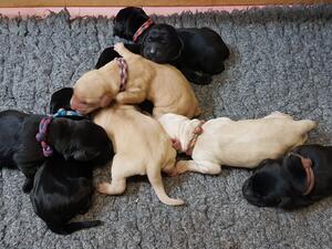 Puppies