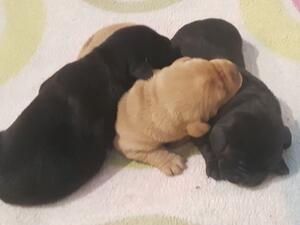 Posey's litter