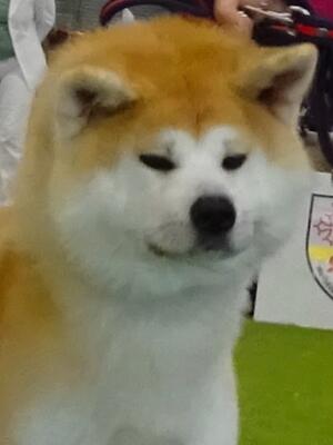 Taiho Go Tamashi Kenn head study 16 months