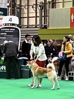 Cruft Japanese Akita Good Citizen Dog Class 1st
