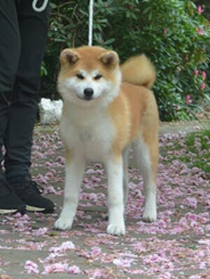 Eiko Go Daruma Kensha