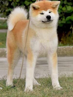 CH Taiho Go Tamashi Kenn (Imp SRB)