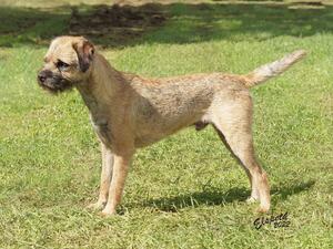 Otterholme Ulysses