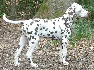 WINTERMINE DYNAMO at 5 months