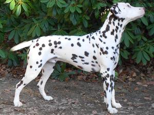 WINTERMINE Gaucho at three and a half years