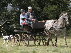 WINTERMINE BELCANTO (Bronze Carriage Dog 2008)