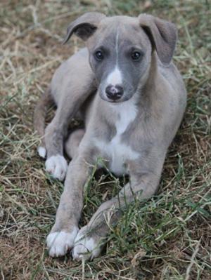 whippet puppies champdogs
