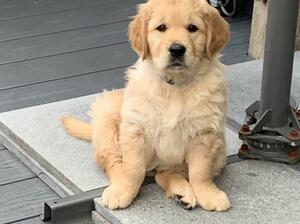 Posing