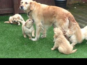 Honey with the puppy crowd