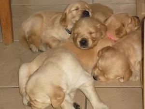 Honey's puppies
