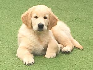 Lucie as a puppy