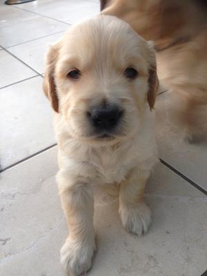 Puppy from Missy 1st litter