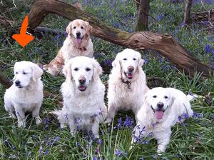 Bella with the Gang