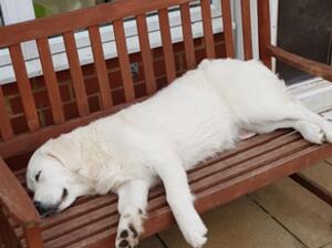 Pippa Chillin