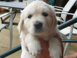 Kiera Puppy