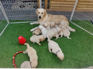 Skye Puppies