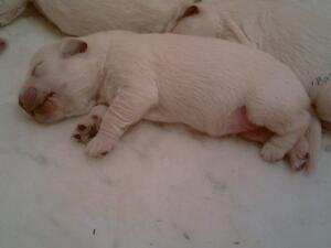 Fizoena Puppy