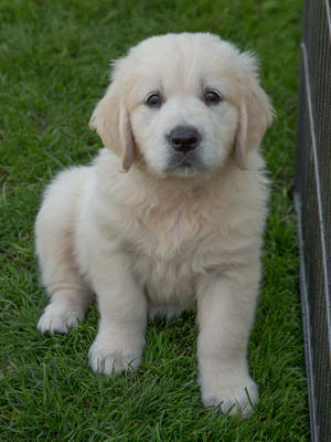 7 weeks old