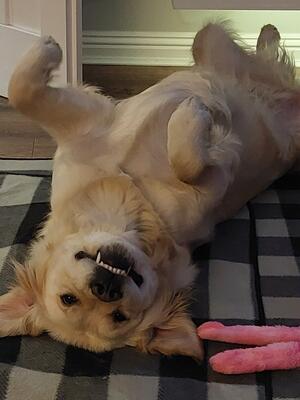 Whacky Skye