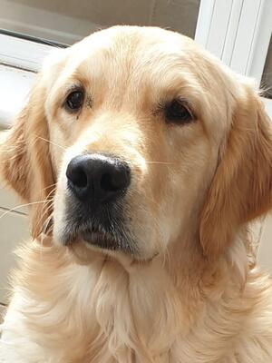 Finley Boy