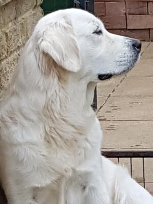 Pippa