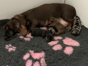 Betty’s babies 3 days old