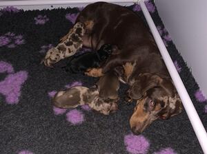 Beanie with her pups