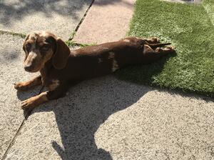 Beanie Gorlian Stay Gold