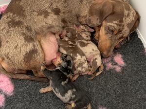 Dottie with her puppies
