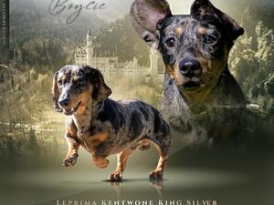 Sire Leprima Kentwone King Silver