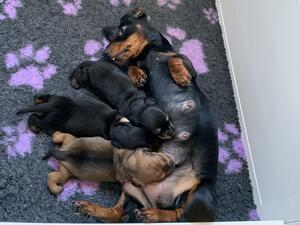 Georgie with puppies
