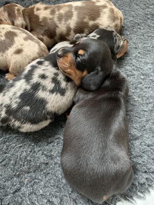 Black and Tan Girl
