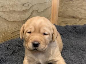 Puppy at 3 weeks