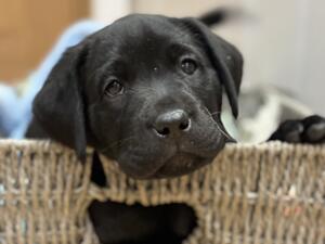 Puppy at 6 weeks