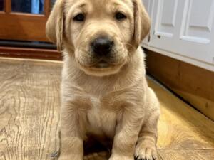 Handsome pup at 5 weeks