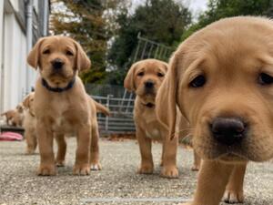 Last years pups