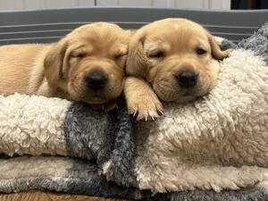 Gorgeous pups at 5 weeks